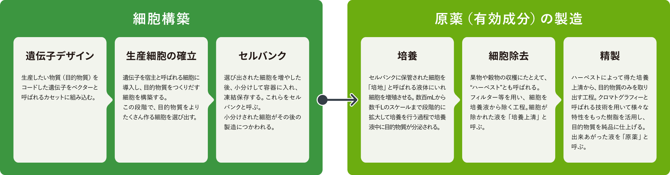 遺伝子デザイン→生産細胞の確立→セルバンク→培養→細胞除去→精製